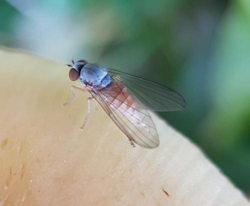 Protoclythia rufa